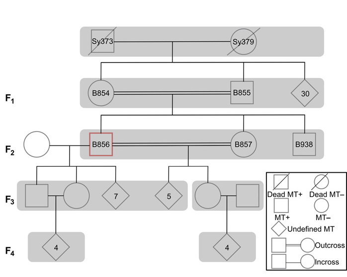 pseudonitzschia strains graph